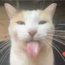 catsilly