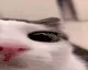 plink2