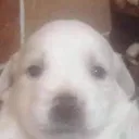 autistic_stare