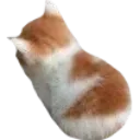 smol_cat smol_cat