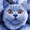 blueberrycatbg blueberrycatbg