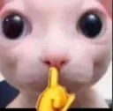 e_catshush