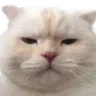 GatoUnamused