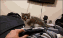Cat Discord Emoji