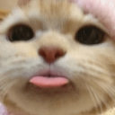 cattoblep