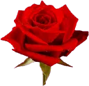 TJ3_RoseToHeart TJ3_RoseToHeart