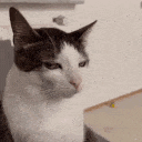 CatSideEye_ParadoxPaws Discord Emoji