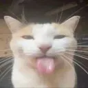 sillycat sillycat