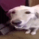 xx_gifdogbutter Discord emoji
