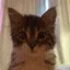 CatStare