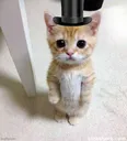 cutecat