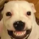grrdog grrdog