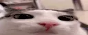 plink plink