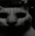 evilcat