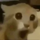 catwtf