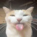 sillycat
