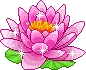 waterlily