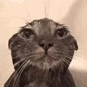 wetcat