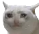 Doc_CatTears