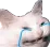 Doc_CatEEEEEE