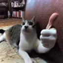 Cat Thumbs Up catthumbsup Discord Emoji