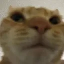 Wut Cat wutcat Discord Emoji