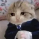 After_after_cat