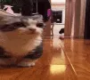 catnope catnope