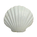 Seashell_I_Think Discord emoji