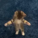 kitten