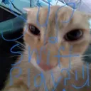 swiftplay