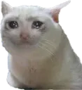 cat_sad