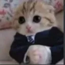 businesskitty