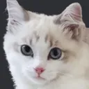 boschkocat