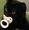catbaby