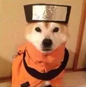 narutodog