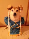 chunlidog