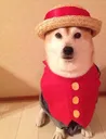 luffydog