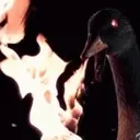 DemonGoose