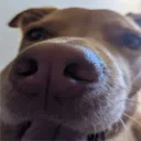 c_simba
