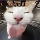 silly_goober_cat_lick_tongue