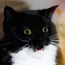 spki