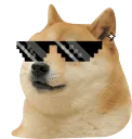 Cooldoge
