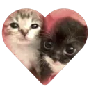 heart_cats Discord Emoji