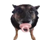 googergagger googergagger