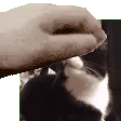 PatTheHarosn