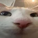 4022deeplyintruigedpussy