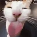 sillycat