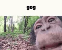 gog