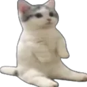 catsit catsit
